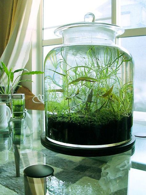 37 Indoor Water Garden Ideas That Refresh Your Interiors | Home Design And Interior Water Terrarium, Tanaman Air, Garden Ideas To Make, Indoor Water Garden, نباتات منزلية, Garden Solutions, Indoor Gardens, Garden Terrarium, Terraria