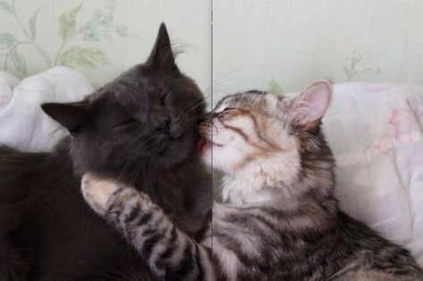 Cat Couple, Cat Cuddle, Silly Cats Pictures, Two Cats, Silly Animals, Silly Cats, Pics Art, Pretty Cats, Cat Pics