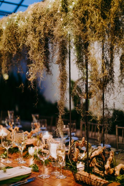 Hanging Spanish moss, romantic lighting, and driftwood creates a gorgeous reception table. #tablescape #greenery #wedding Hanging Moss Wedding, Enchanted Bayou Wedding, Seaweed Wedding Decor, Hanging Moss Decor, Spanish Moss Floral Arrangements, Spanish Moss Table Decor, Spanish Moss Wedding Centerpiece, Moss Wedding Arch, Spanish Moss Wedding Arch