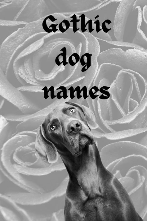 180 Goth Dog Names: Darkly Romantic Choices for Your Pup Emo Dog Aesthetic, Unique Pets To Own, Scary Dog Names Male, Scary Names For Dogs, Goth Dog Names, Cool Pets To Own, Witchy Dog Names, Goth Nicknames, Dog Names Aesthetic