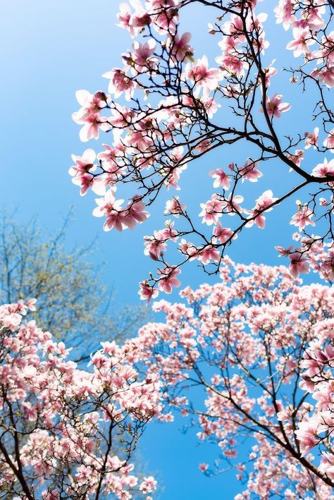 Spring is in the air. #springvibes #sky #bloom Primptemps Aesthetic, Spring Pictures Aesthetic, Spring Astethic Pictures, Spring Aethstetic, Spring Weather Aesthetic, Spring Ipad Wallpaper, Spring Astethic, Spring Time Aesthetic, May Vibes