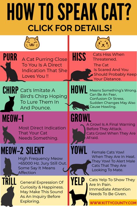 Cat Yowling, Cat Sounds, Katt Grejer, Mean Cat, Cat Language, Cat Purr, Cat Hacks, Types Of Cats, Cat Care Tips