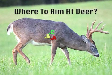 Informative Breakdown of Where to Aim at Deer & the Results - Petersen's Hunting Hunting Deer Tips, Where To Shoot A Deer, Whitetail Deer Hunting Tips, Backyard Archery Range Diy, Hunting Hacks, Deer Hunting Humor, Bow Hunting Tips, Hunting Ideas, Meat Butcher