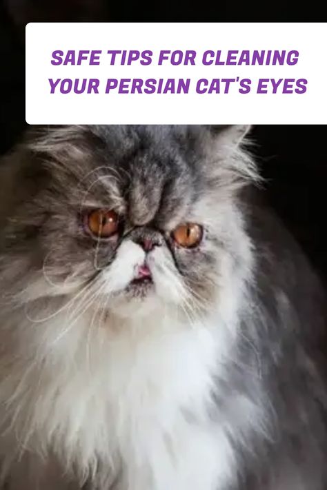 Are you worried about safely cleaning your Persian cat's sensitive eyes? Look no further! Our tips will guide you through the process using safe and effective methods. From gentle wiping techniques to the best cleaning solutions, you'll have your kitty's eyes sparkling in no time. Follow our tips for a successful cleaning session and ensure your Persian cat's comfort and health. #PersianCats #CatEyeCare #CatLovers #PetCare #PetHealth #CatHealth #PetTips #SafePetCare #HealthyPet #PetWellness Cat Eye Infection, Crusty Eyes, Most Popular Cat Breeds, Popular Cat Breeds, Cat Skin, Persian Cats, Pet Wellness, Eyes Problems, Sensitive Eyes