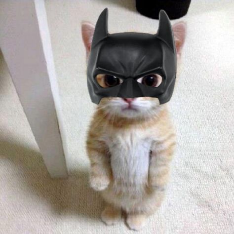 Funny Cat Aesthetic, Pfp Cats, Batman Cat, Cute Batman, Dog Cat Pictures, Cats Toys, Meme Cat, Batman Mask, Funny Looking Cats