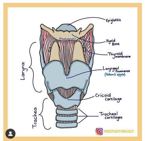 Speech Therapy Aesthetic, Speech Language Pathology Aesthetic, Speech Language Pathology Grad School, Linguistics Study, Surgical Technologist Student, Praxis Study, Slp Grad School, Speech Language Pathology Assistant, Medical Slp