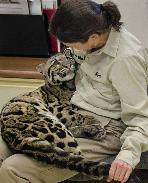 . Wildlife Biologist, Leopard Cub, Clouded Leopard, Cheetahs, Beautiful Cats, 귀여운 동물, Animals Friends, Big Cats, Crazy Cats