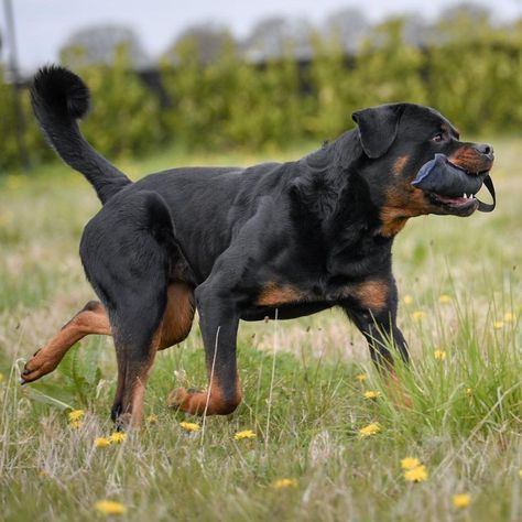 Ranch Dogs, Rottweiler Pictures, Rottweiler Dog Breed, Athletic Physique, Rottweiler Breed, Athletic Dogs, Fit Dogs, K9 Dogs, Rottweiler Love