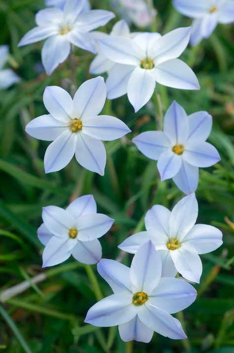 Garden Bulbs, Spring Starflower, Tapestry Lawn, Blue Star Flower, Star Plant, Indoor Flowering Plants, Painting The Roses Red, Little Rock Arkansas, Flower Icons