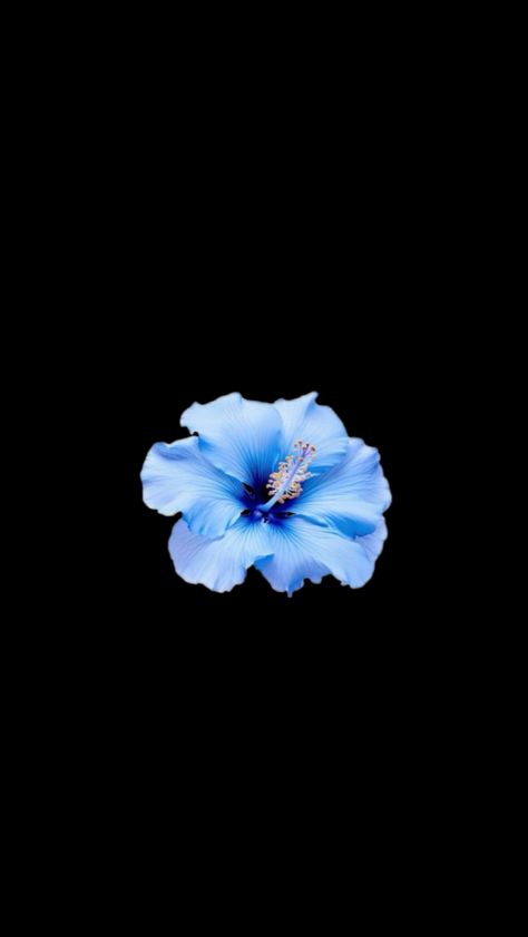 Iphone Wallpaper Themes, Phone Wallpaper Images, Iris Flowers, Hibiscus Flowers, Flower Wallpaper, Cool Wallpaper, Pretty Wallpapers, Hibiscus, Phone Wallpaper