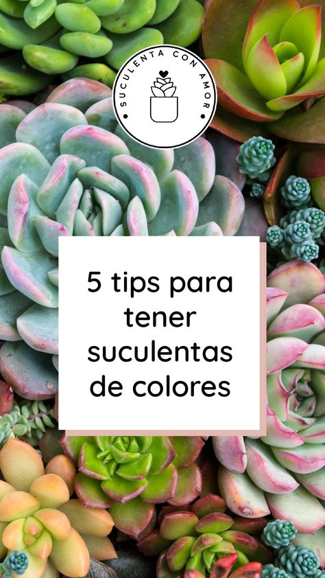 Como ya lo he dicho muchas veces, las suculentas me parecen plantas impredecibles y fabulosas, que vienen en diferentes formas, tamaños y diferentes COLORES... Decoracion Suculentas Ideas, Terrarios Suculentas Ideas, Suculentas Ideas, Succulent Fertilizer, Succulent Gardening, Cactus Y Suculentas, Cactus And Succulents, Healthy Plants, Planting Flowers