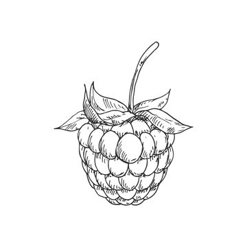 Blackberry Drawing, Raspberry Drawing, Garden Dessert, Plant Diet, Fruit Sketch, Natural Farming, Fruits Drawing, Line Art Tattoos, Dainty Tattoos