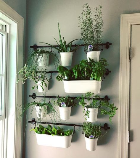 Kitchen Growing Herbs, Leaf Kitchen Decor, Ikea Wall Garden, Ikea Herb Garden Wall Planters, Herb In Kitchen Ideas, Concrete Herb Garden, Small Herb Garden Ideas Indoor, Kitchen Planters Indoor Herbs, Vertical Herb Garden Wall Indoor