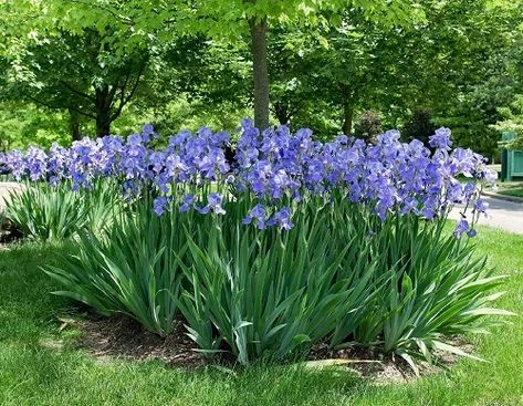 Iris Flowers Garden, Boxwood Landscaping, Modern Gardening, Front Yard Flowers, Purple Iris Flowers, Daylily Garden, List Of Flowers, Gardening Hacks, Garden Decor Ideas