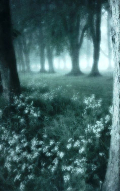 Dark Ethereal Aesthetic, Twilight Core Wallpaper, Gloomy Green Aesthetic, Dark Green Twilight Aesthetic, Ethereal Art Dark Green, Type Of Aesthetics, Dark Misty Forest Aesthetic, Dark Gloomy Forest Aesthetic, Fairy Grunge Aesthetic