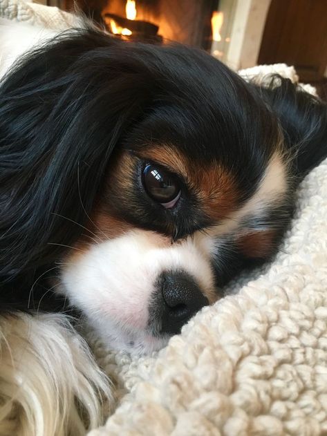 Pinterest King Charles Cavalier Spaniel Tri Color, Cavalier King Charles Spaniel Colors, Tri Color Cavalier King Charles Spaniel, Cavalier King Spaniel, King Spaniel, Cavalier King Charles Spaniel Tricolor, King Charles Puppy, Cavalier Puppy, Cavalier King Charles Dog