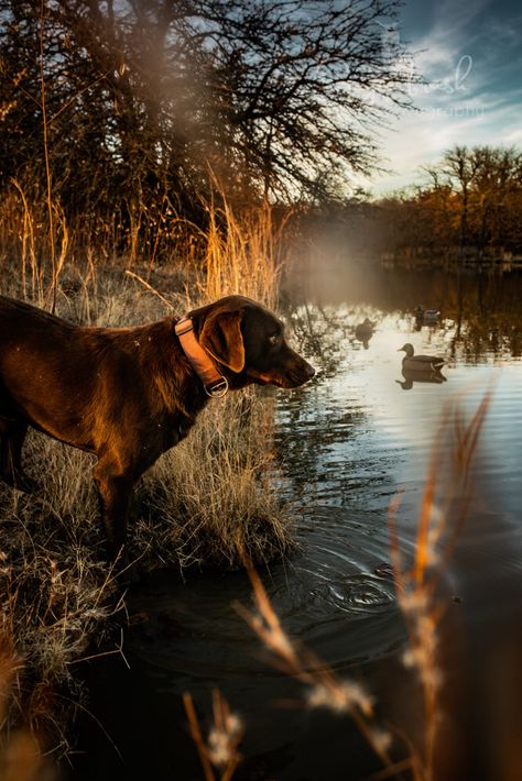 Hunting Dog Wallpaper, Duck Hunting Dogs, Dogs Hunting, Hunting Photography, Duck Dog, Hunting Dog, Dog Wallpaper, Duck Hunting, Hunting Dogs