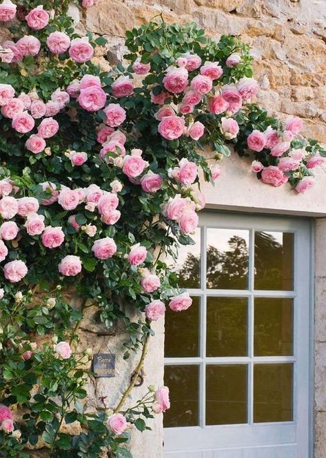 10 Best Climbing Roses White Climbing Roses, Climbing Flowers, Rose Belle, Austin Rose, David Austin Roses, Doors And Windows, English Rose, Climbing Roses, Deco Floral