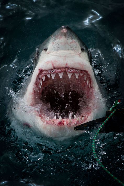 Terrifying moment great white shark leaps from water with teeth glistening in the sun captured by brave Brit – The Sun Green Anaconda, Shark Jaws, Spring Animals, Apex Predator, Most Beautiful Animals, The Great White, White Sharks, Great White Shark, Great White