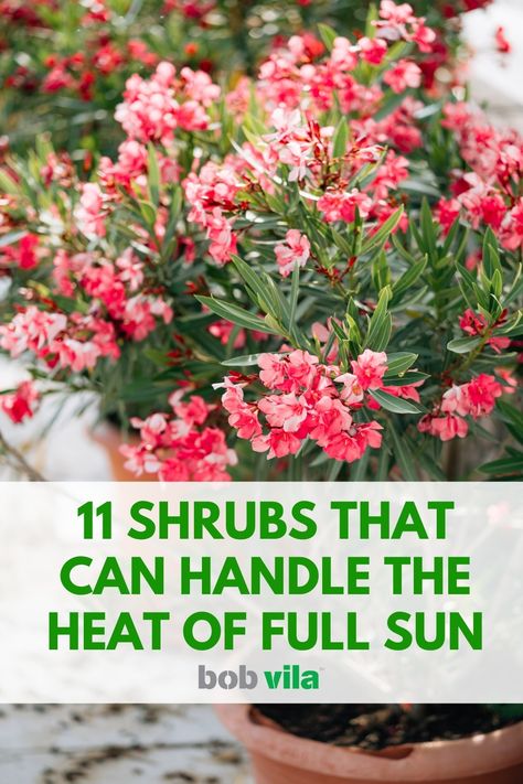 Flowering Shrubs Full Sun, Full Sun Landscaping, Hibiscus Shrub, Full Sun Shrubs, Flowering Quince, Handle The Heat, Flowering Bushes, Full Sun Plants, Sun Perennials