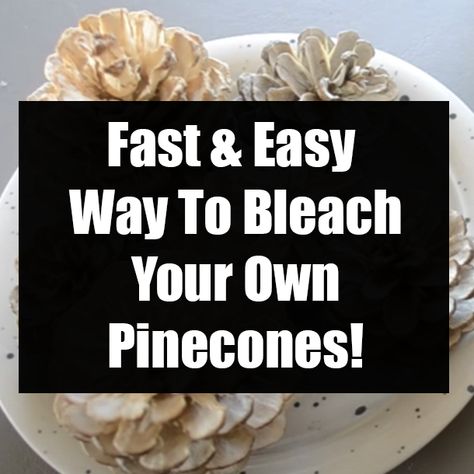 How To Bleach Pine Cones, Bleach Pinecones Diy, How To Bleach Pinecones, Bleached Pinecones Diy, How To Bleach Pinecones Diy, Bleaching Pinecones Diy, How To Clean Pinecones For Crafts, Diy Pinecone Decor, How To Cut Pinecones For Flowers