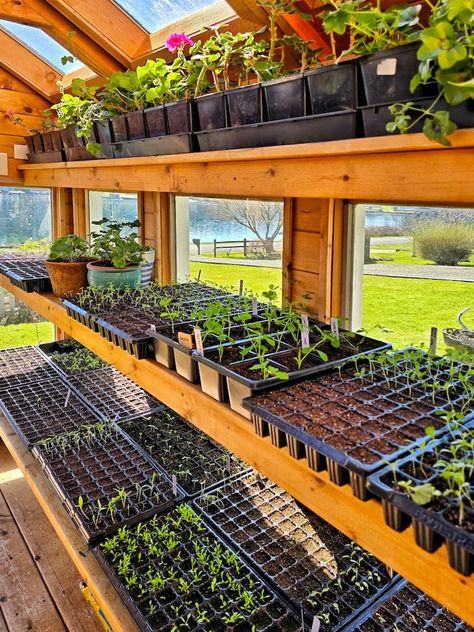 Green House Plants Gardening, Seedling Organization, Greenhouse Vertical Garden, Greenhouse Veggie Garden, Self Sufficient Garden Layout, Greenhouse Setup Inside, Beginner Greenhouse Gardening, Indoor Growing Setup, Space Saving Garden Ideas