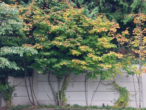 Acer circinatum | Vine Maple Vine Maple Landscaping, Vine Maple Tree, Acer Circinatum, Border Gardens, Beach Landscaping, Espalier Trees, Vine Maple, Lined Driveway, Cabin Forest