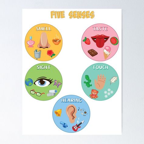 Get my art printed on awesome products. Support me at Redbubble #RBandME: https://www.redbubble.com/i/poster/Five-Senses-Poster-5-Senses-Classification-Game-Preschool-Kindergarten-Human-Body-Montessori-by-Radouane-Hikki/156991220.LVTDI?asc=u 5 Senses Board Preschool, 5 Senses Poster Preschool, 5 Sense Organs Chart, Sense Organs For Kindergarten, 5 Senses Crafts Preschool, 5 Senses Poster, 5 Sense Organs, Five Senses Poster, Sense Organs Chart