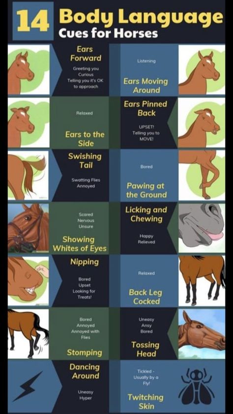 Horse Essentials, Horses Funny, Equine Veterinary, Horse Farm Ideas, Horse Behavior, Horseback Riding Tips, Funny Horse Pictures, Equine Care, Horse Lessons