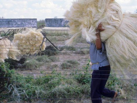 Levi's found a way to make hemp feel like cotton, and it could have big implications for your wardrobe Spinning Yarn Fiber, Hemp Farm, Winter King, Hemp Plant, Hemp Clothing, Spinning Yarn, Hemp Fabric, Eco Living, Textile Industry