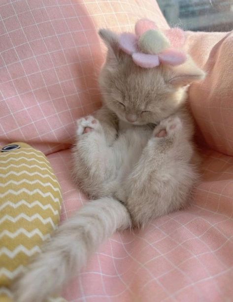 #cats Kitten Space, Magical Castle, Image Chat, Cute Cats Photos, Cute Animals Images, Pretty Animals, Silly Animals, Fluffy Animals