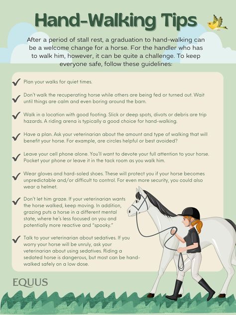 Horse Tips For Beginners, Beginner Horse Riding Exercises, Veterinary Physiotherapy, Horse Riding Lessons Plans, Liberty Training For Horses, Animal Chiropractor, Taking Care Of Horses For Beginners, Horses Stuff, Horse Hacks