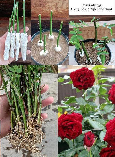 Propagating Roses From Cuttings, How To Propagate Roses From Cuttings, Propagate Roses From Cuttings, Growing Roses From Cuttings, Rose Propagation, Grow Roses From Cuttings, Roses From Cuttings, Propagate Roses, Propagating Roses