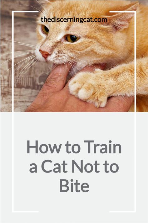 How to train a cat not to bite: The key to training your cat not to bite is understanding why they are trying to bite - find out 6 reasons cats bite and then how to manage that in my post Kitten Biting, Train A Cat, Fluffy Cat Breeds, Christmas Cat Collar, Cat Biting, Mean Cat, Rare Cats, Cat Hacks, Kitten Care