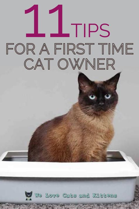 New Cat Owner Checklist, Cat Owner Tips Life Hacks, Owning A Cat For The First Time, Tips For Cat Owners, Cat Tips And Tricks, First Cat Owner Tips, First Time Cat Owner Tips, First Cat Checklist, New Kitten Essentials