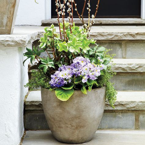 Stylist Sasha Seymour creates containers with unexpected plant combinations to dress up your garden for summer. Potted Plants, Container Gardening, Cozy Living Spaces, Plant Combinations, Gardening Ideas, Lawn Garden, Garden Pots, Gardening Tips, House Exterior