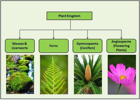 Plant Kingdom Classifications Biological Weathering, Plant Taxonomy, Classifying Plants, Horticulture Education, Plant Lessons, Plants Worksheets, Plant Classification, Ocean Plants, Plant Kingdom