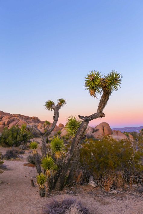 13 Secret Spots in Joshua Tree National Park | Gennifer Rose California Joshua Tree, Joshua Tree Inspo Pics, Joshua Tree Aesthetic, Joshua Tree Photoshoot, Joshua Tree Sunset, Joshua Tree Hikes, Joshua Tree Sunrise, Autocamp Joshua Tree, Joshua Tree Park