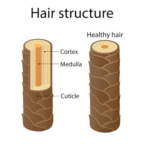 Vector hair structure layer cartoon styl... | Premium Vector #Freepik #vector #body-illustration #anatomy #body-anatomy #body-parts Structure Of Hair, Hair Structure, Different Hair Textures Chart, Hair Anatomy, Hair Structure Anatomy, Type Of Hair Texture Chart, Hair Science Theory, Hair Butter Recipe, Vellus Hair