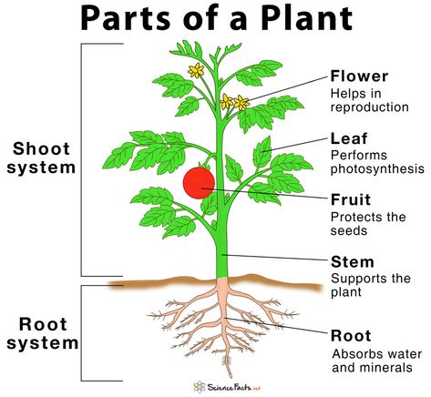 Main Parts of a Plant, Their Functions, Structure, Diagram Plant Diagram, Como Plantar Pitaya, Plants Worksheets, Cells Worksheet, Planting For Kids, Plant Structure, Plant Help, Structure And Function, Plant Cell