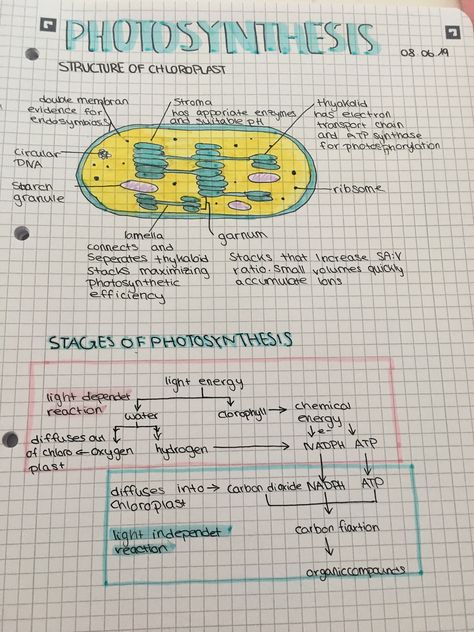 Science Notes Photosynthesis, Biology Revision Gcse Photosynthesis, Biology Notes Aesthetic Photosynthesis, Ap Bio Photosynthesis Notes, Notes On Photosynthesis, Gcse Biology Revision Notes Edexcel, Gcse Biology Paper 1 Revision, Photosynthesis Notes Biology, Chloroplast Notes