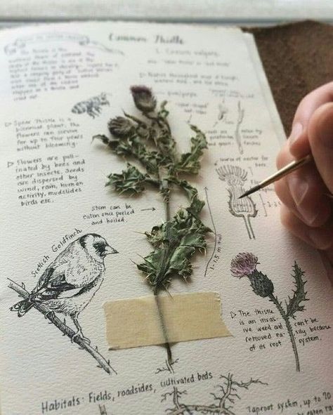 Kunstjournal Inspiration, Green Academia, Istoria Artei, Sketchbook Pages, Witch Aesthetic, Assemblage Art, Nature Journal, Flowers Plants, Bullet Journaling