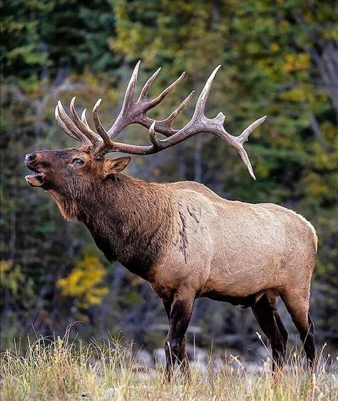 Bull Elk Photography, Bull Elk Tattoo, Elk Photos, Elk Drawing, Elk Tattoo, Elk Pictures, Elk Photo, Elk Photography, Deer Photography