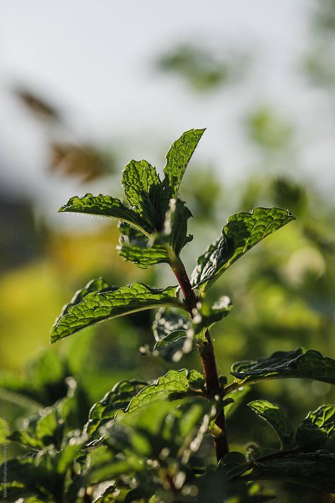 Plants Up Close, Plants Photography Aesthetic, Close Up Nature Photography, Plant Close Up, Mint Plant Aesthetic, Flora Background, Hotel Shoot, Folk Remedies, Medium Close Up