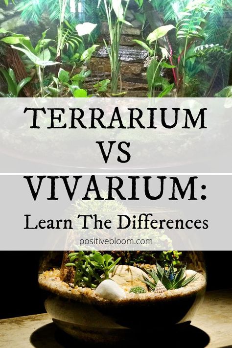 Terrarium vs Vivarium: Learn The Differences Outdoor Terrarium Ideas, Large Plant Terrarium, Diy Large Terrarium, Aquatic Terrarium Ideas, Large Terrarium Ideas Fish Tanks, Beach Terrarium Diy, Open Terrarium Layers, Building A Terrarium Diy, Open Air Terrarium