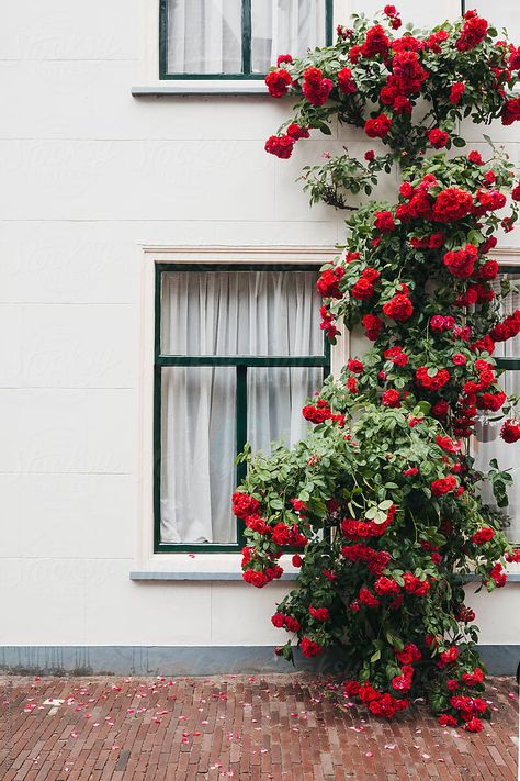 Red Roses Garden, Roses Climbing, Red Climbing Roses, White Facade, Budget Home Decor, Rose Gardening, Style On A Budget, House Fence Design, Climbing Flowers