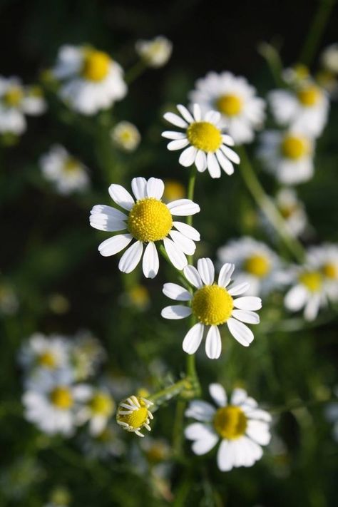 Medicinal Plants, Watercolor Fairytale, Cafe Painting, Chamomile Plant, Puddle Jumping, Chamomile Flowers, Nature Garden, Medicinal Herbs, Flowers Nature