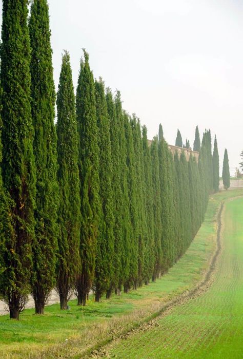 Green Giant Tree, Evergreen Trees For Privacy, Best Trees For Privacy, Natural Privacy Fences, Trees For Privacy, Cyprus Trees, Italian Cypress Trees, Fence Trees, Thuja Green Giant