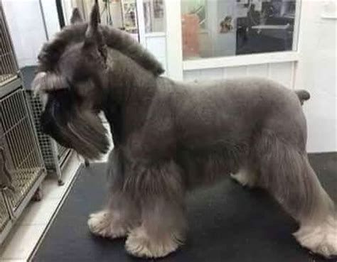 Schnauzer Cut Haircuts, Schnauzer Grooming Styles, Schnauzer Haircuts, Schnauzer Cut, Dog Grooming Diy, Schnauzer Grooming, Dog Grooming Styles, Mini Schnauzer Puppies, Creative Grooming