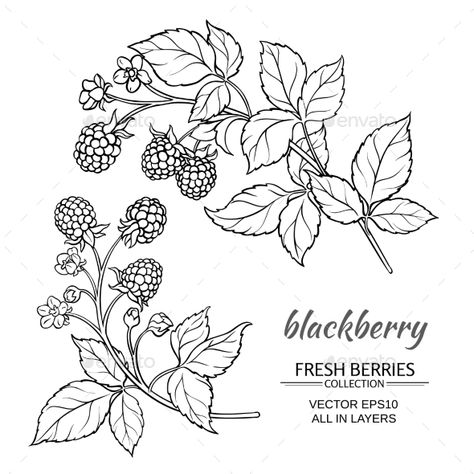 Blackberry Vector Set Raspberry Flower Tattoo, Fruit Plant Tattoo, Raspberry Reference, Berry Branch Tattoo, Fruit Tattoo Design, Raspberry Tattoos, Raspberry Branch, Raspberry Tattoo, Blackberry Tattoo